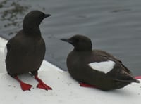 Around 70 birds killed by flu in the last seven days