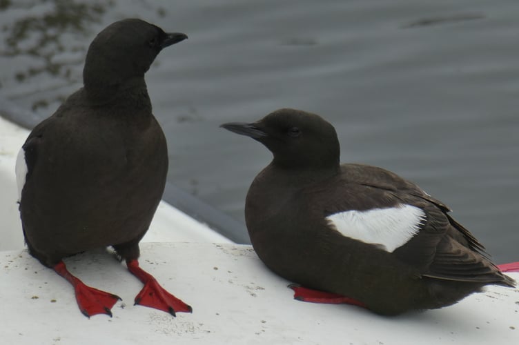 Guillemots