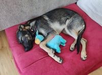 Dog gets first hip replacement after over £8,500 raised