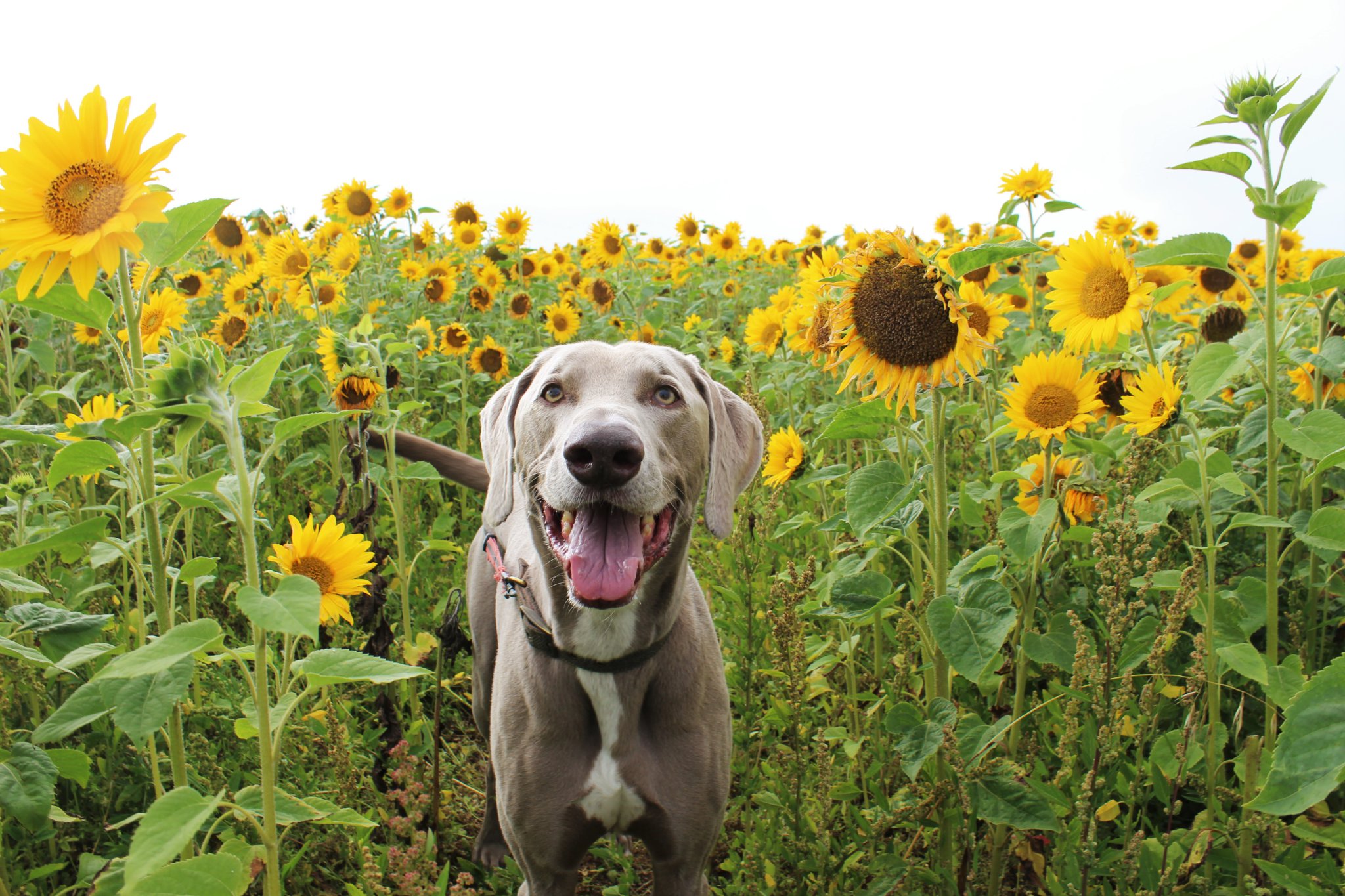 Weimaraner best sale cropped ears