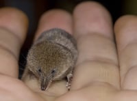 Shrews play important role in the food chain