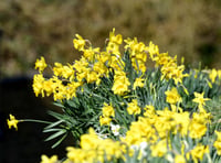 Ecosystems team advises against daffodils