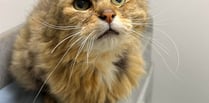 Manx SPCA: Cats’ astonishing mouths