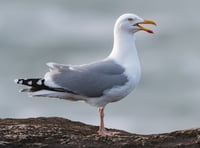 Letter to the editor: Spare a thought for gulls