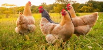 Bird flu restrictions lifted