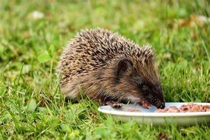 Manx SPCA column: Hedgehogs are coming out of hibernation earlier than usual