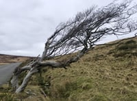 Strength of being united is shown by windswept trees