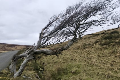 Strength of being united is shown by windswept trees