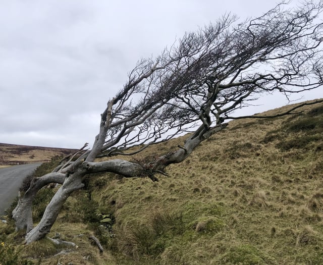 Strength of being united is shown by windswept trees