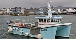 Catching undersized whelks costs fishing company dear