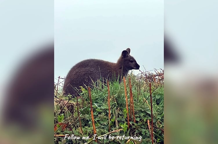 Wallaby SWNS