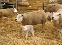 Animal Management course at UCM