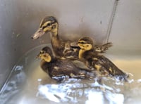 Manx SPCA column: Don’t assume a lone duckling has been abandoned