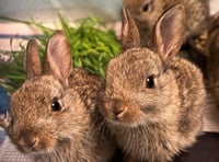 Manx SPCA column: Myxomatosis never really went away