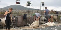 Deal struck to sell Manx wool