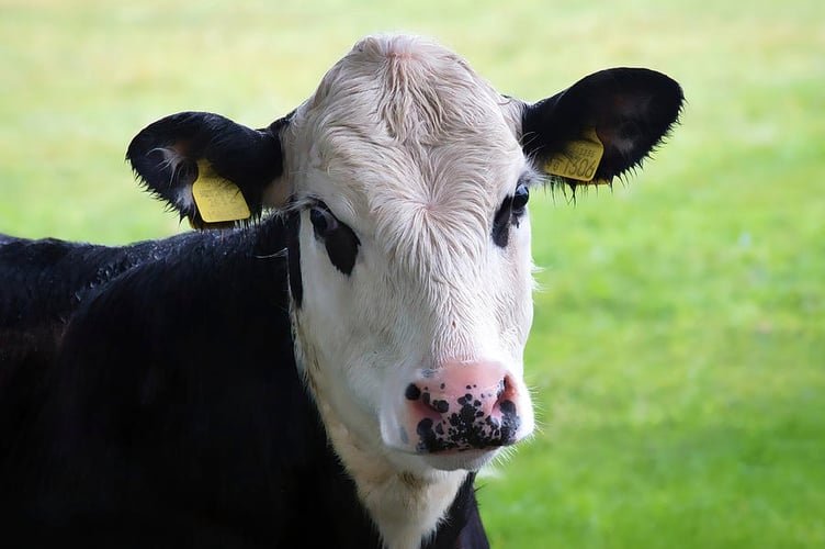 Cow