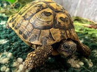 Manx SPCA column: Whe we try to dissuade people from buying tortoises