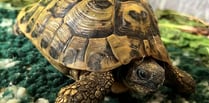 Manx SPCA column: Whe we try to dissuade people from buying tortoises