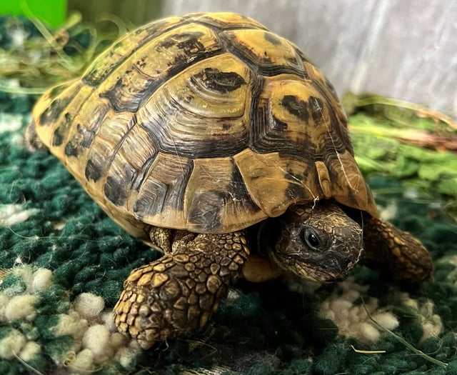 Manx SPCA column: Whe we try to dissuade people from buying tortoises