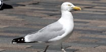 Herring gull population suffers decrease