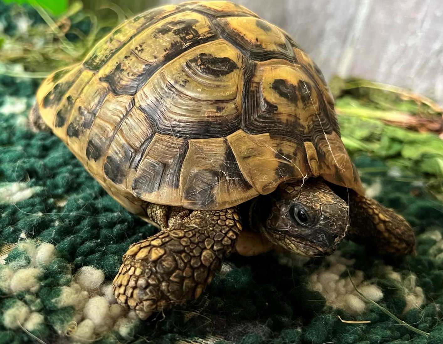 Minnie the wandering tortoise and the advocate Ian Kermode | iomtoday.co.im