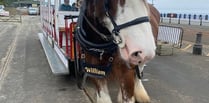 Tram horse William dies