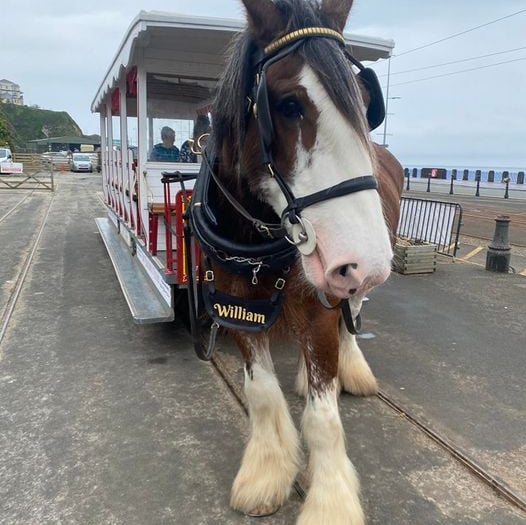 Tram horse William dies