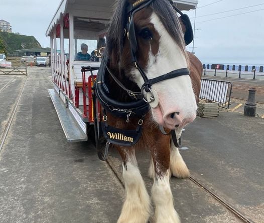 William the tram horse