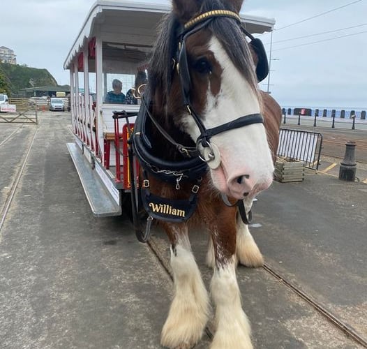 William the tram horse