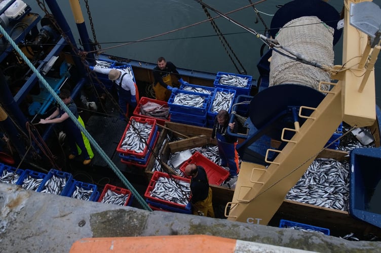 The fist herring in 25 years has been caught in Manx waters