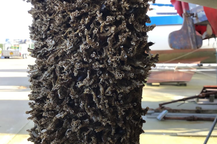 An invasive non-native (INNS) worm species has been discovered on two boats in Ramsey