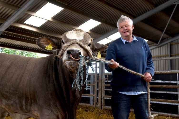 'Simbra' calves (Brahman and Simmental) at Ballagraingey farm, St Marks - pictured with Peter Quayle