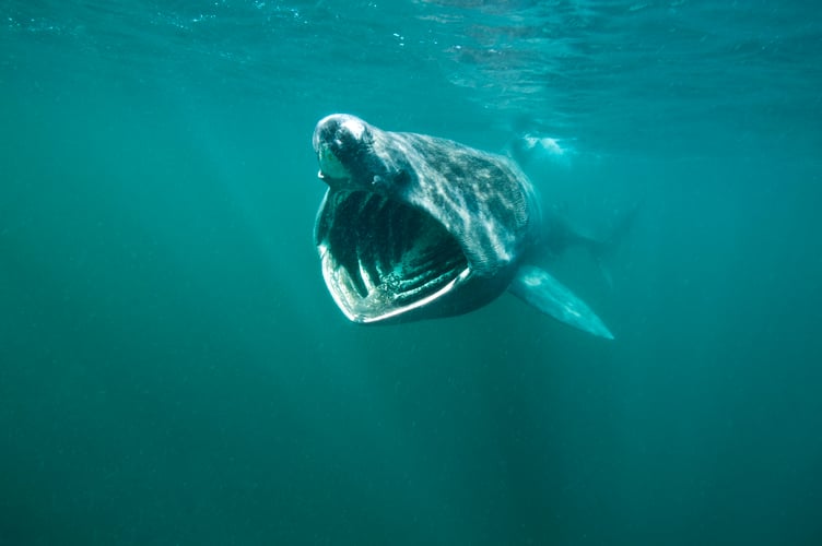 A basking shark (Ceterhinus maximus) feeding on plankton (visible as white dots) concentrated at the surface off the Island Of Coll, Inner Hebrides, Scotland. British Isles. North East Atlantic Ocean. Photographed in June.