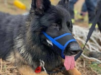 Couple 'went through hell' before dog saved in dramatic cliff rescue