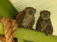 Isle of Man wildlife park provides home for endangered lemurs