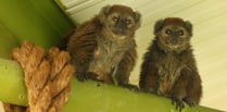 Isle of Man wildlife park provides home for endangered lemurs