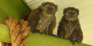 Isle of Man wildlife park provides home for endangered lemurs