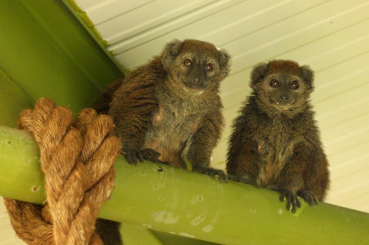 Alaotran gentle lemurs at Curraghs Wildlife Park