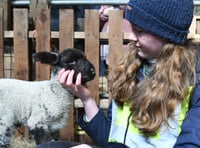 Beautiful pictures capture Lambing Live event as first newborns arrive