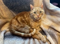 Could you give Ginger the cat a new home?