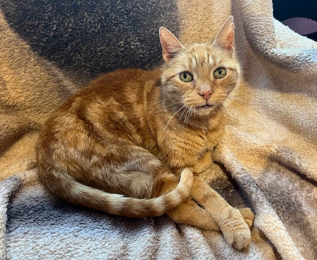 Could you give Ginger the cat a new home?