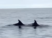 Wonderful video captures 'pod of 40 dolphins' swimming off Calf of Man