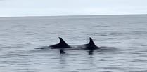 Wonderful video captures 'pod of 40 dolphins' swimming off Calf of Man