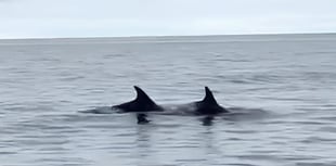 Wonderful video captures 'pod of 40 dolphins' swimming off Calf of Man