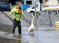 Video shows swan being guided to water after being caught by floods