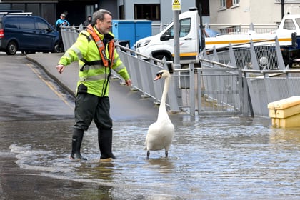Video shows swan being guided to water after being caught by floods