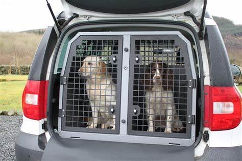 Dogs being transported in the back of a car
