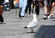 Isle of Man TT tourist's sausage roll targeted by 'predatory' seagull