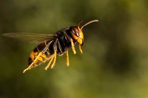 Asian hornet