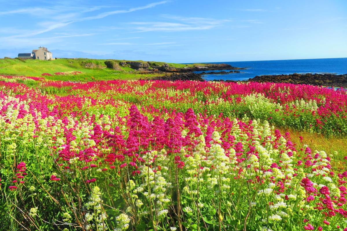 Baie ny Carrickey: Learn more about one of the island's nature reserves